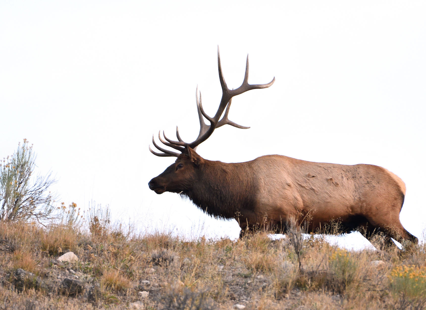 Ungulates